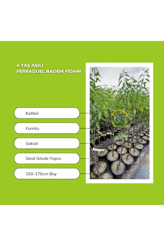 4 Yaş Aşılı Ferraduel Badem Fidanı