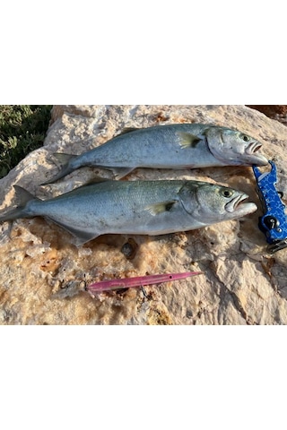 Zıpkan Zargana 17 Cm 25 Gr Maket Balık