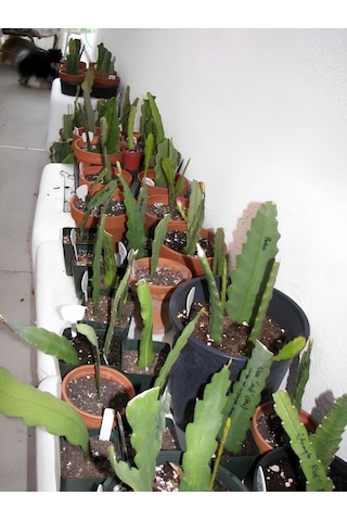 Beyaz Renk Atlas Çiçeği Sarkıcı Bitki 10-20cm White Epiphyllum