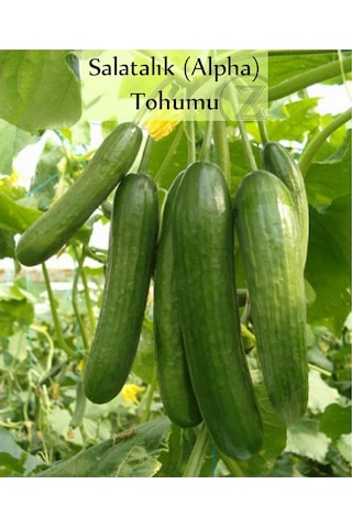 6 Paket Tohum No1 Cherry Çeri Domates Tohumu Salatalık Tohumu Biber Tohumları Sebze Tohumları
