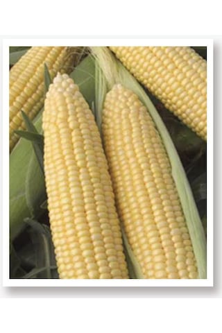 AGRodal Tarım Fulya F1 Hibrit Tatlı Mısır Tohumu 10 GR Bardakta Mısır Tohumu