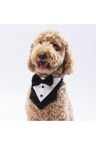 Pawstar Siyah Smokin Kedi Köpek Fuları Pet Bandanası