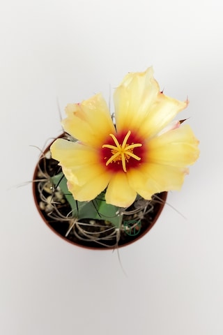Kaktüs Özel Tür - Astrophytum Capricorne
