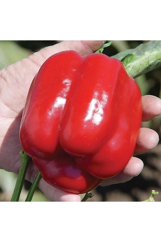 5 Adet Kırmızı Dolma Biber Fidesi