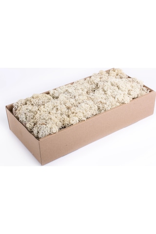Reindeer Moss Beyaz Şoklanmış Norveç Yosunu 30gr