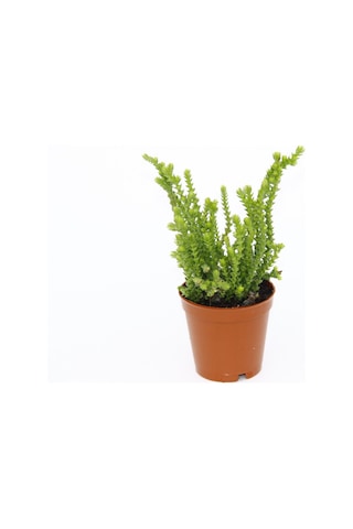 Crassula Muscosa - 10 Adet Sukulent - Teraryum Bitkisi