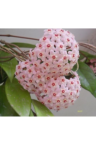 Videolu Pembe Mum Çiçeği Fidanı 1 Adet 30-60 Cm Saksılı/ Tüplü Dış Mekan Bitkisi Hoya