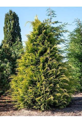 Videolu Favori Leylandi Çam Fidanı 70-100 Cm 1 Adet Saksılı Dış Mekan Cupressocyparis Leylandii
