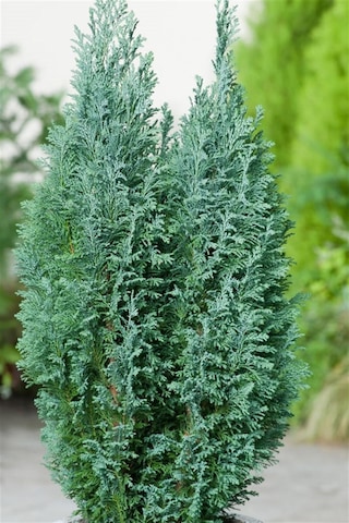 Videolu Yılbaşı Çamı Elwoodi Servi 100 Cm Saksılı Yalancı Servi Fidanı Pinus Eldarica