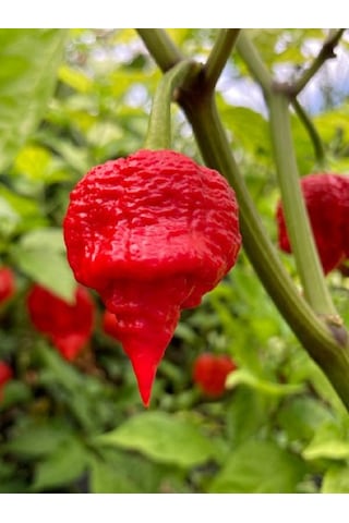 Trinidad Scorpion Pepper / 1,2 2 Milyon Scoville - Gerçek Taze Acı Biber