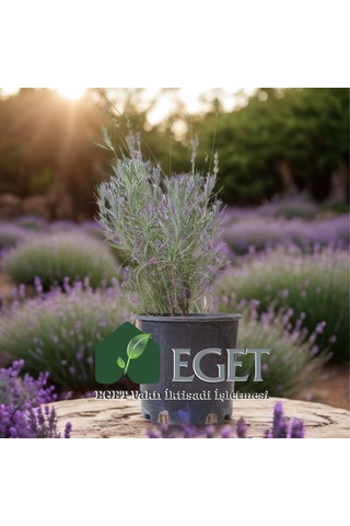 Saksıda Organik Lavanta Lavandula Angustifolia