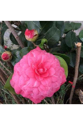 Kamelya Fidanı Pembe 30-45 Cm Tüplü