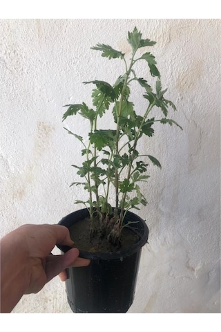Beyaz Kasımpatı Fidanı 2 Adet Saksılı 10-20 Cm