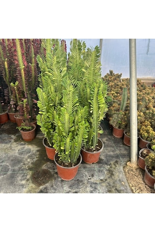 Bol Dallı Büyük Boy Euphorbia Trigona Green - Afrika Yeşil Süt Ağacı Kaktüsü 1 Adet