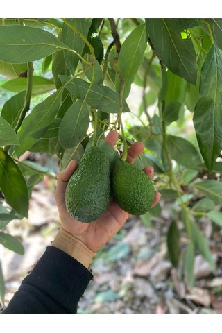 Avokado 20 Adet 120-250gr