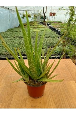 Dolgun Formlu Aloevera 1 Adet Saksılı 13 Cm Saksıda 25-30 Cm Arasında