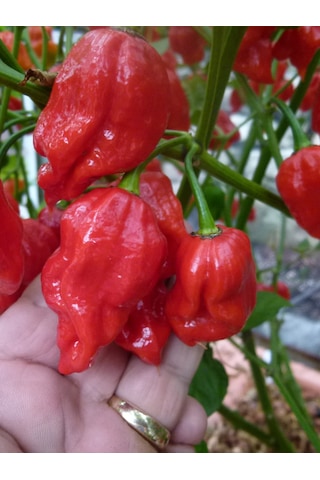 Naga Viper 900.000 1.4 M Scoville Gerçek Taze Acı Biber