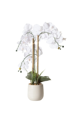 Mudo Home Rıva Saksılı Orkide 60 Cm Beyaz