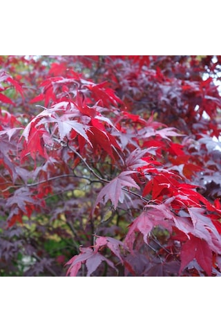 1 Adet 15-25 Cm Boylarında Japon Akçaağaç Fidanı