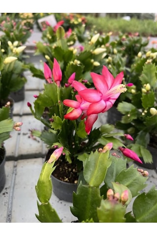 Kırmızı Renk Yılbaşı Çiçeği Schlumbergera Truncata 1 Adet Saksılı
