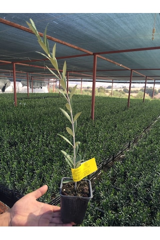 Serfiraz Arbequina Zeytin Fidanı 1 Adet