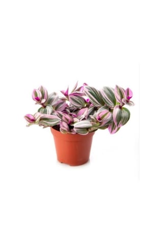 Pembe Telgraf Çiçeği Canlı Bitki Tradescantia Nanouk 15 Cm