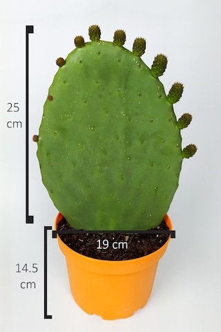 Dikenli İncir Saksıda Hint İnciri Kaynana Dili Frenk Yemişi Kürek Yemişi 19 CM Turuncu Saksıda