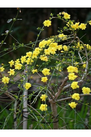 Çalı Yasemin Sarı Yasemin Fidanı 80-120 Cm 1 Adet Tüplü Jasminum Nudiflorum