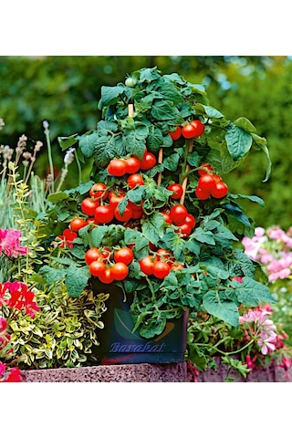 Chery Domates 250 Tohumu "Oturak"