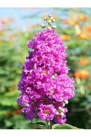 Videolu Mor Renk Oya Ağacı Fidanı 40-65 Cm Saksılı Dış Mekan Ağaçları Purple Lagerstroemia