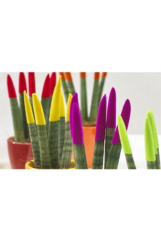 Renkli Paşa Kılıcı – Sansevieria Velvet
