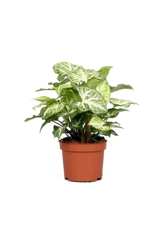 Melek Kanadı Çiçeği 20-30 Cm Saksılı Iç Mekan Bitkileri Syngonium Podophyllum