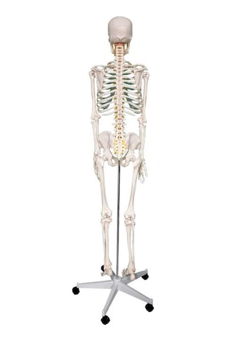Temel Büyük İskelet Modeli 160 Cm