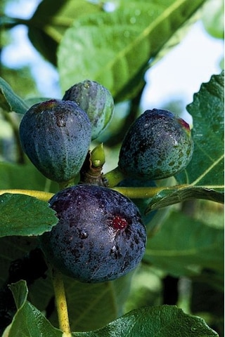 Mor Fatih İncir Fidanı 20-40 Cm Saksılı