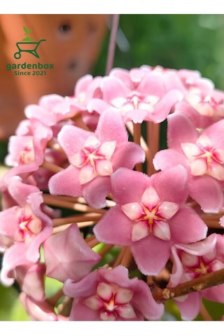 Hoya Carnnosa Pembe Renk Mum Çiçeği 10-20cm 1 Adet Saksılı