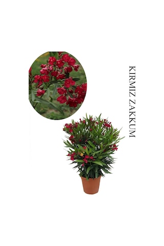 Kırmızı Renk Zakkum Fidanı 1 Adet Saksılı/tüplü 40-60cm Bahçe Bitkisi