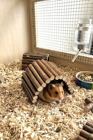 Doğal Ahşap Hamster Tünel Köprü & Yuva