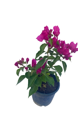 Fuşya Begonvil / Bougainvillea Glabra 60-80cm