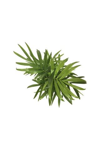 Chamaedorea Elegans (Dağ Palmiyesi) Ø8,5 CM Y20-25 CM
