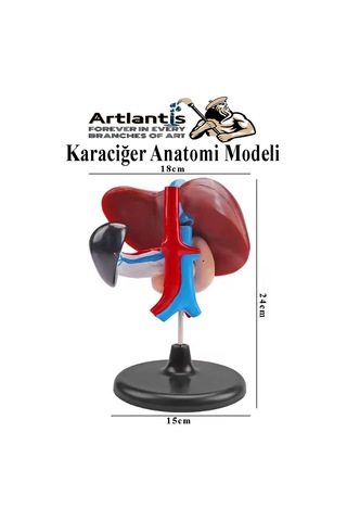 Karaciğer Anatomi Modeli 1 Adet Karaciğer Pankreas Ve Oniki Parmak Bağırsağı Maketi Anatomik Model Deney Bilim Tıbbi Model