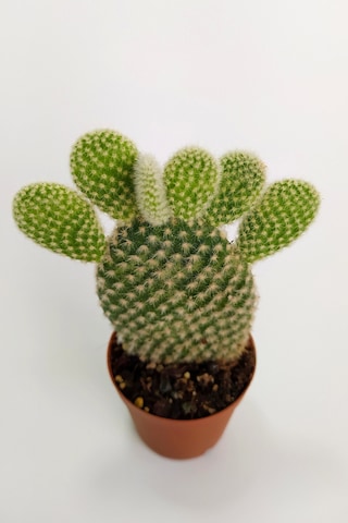 Opuntia Microdasys Albata Tavşan Kulağı Kaktüs Tekli Kaktüs 5.5cm