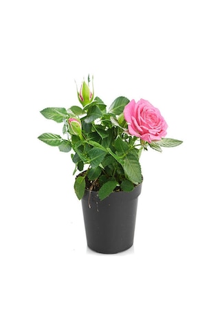 4'lü Bahçe Seti Kırmızı+ Beyaz+ Sarı+ Pembe Gül Fidanları 15-25 Cm Dış Mekan Bitkileri