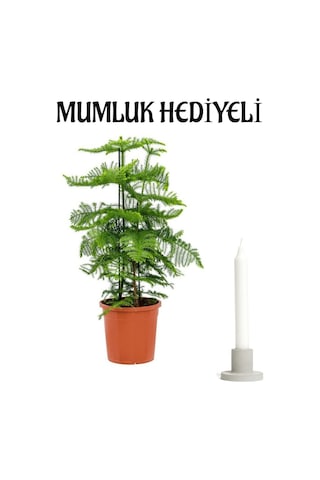 İnce Yapraklı Yeşil Salon Çamı Sevgililer Gününe Özel Mumluk Hediyeli