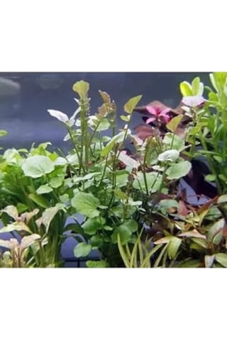 Cardamine Lyrata In Vitro Canlı Bitki