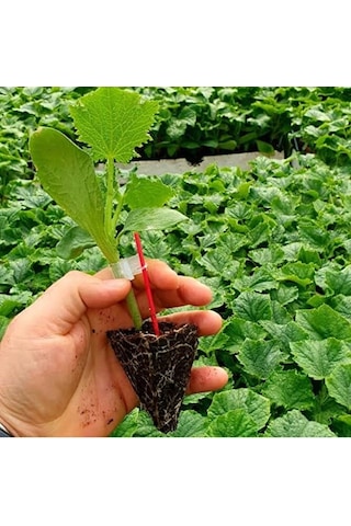 5adet Salatalik Fidesi 15-25cm Dikime Hazir