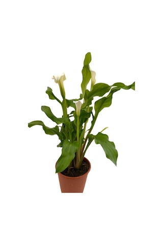 Gelin Çiçeği Gala Çiçeği Beyaz 15-25 Cm