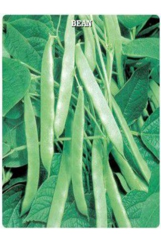 Gina GReen Line Oturak Fasulye Tohumu 100 GRam