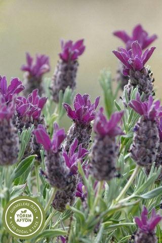Erzincan Yöresinden Anadolu Nun Kokulu Cevheri Mor Mucize Karabaş Otu Lavandula Stoechas 40gr.