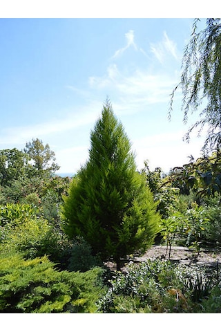 Videolu Muhteşem Kokulu Leylandi Çam Fidanı 30 40 Cm 1 Adet Tüplü Cupressocyparis Leylandii