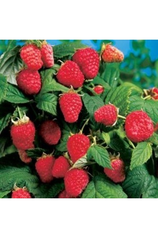 Ahududu Dikensiz Sarı+pembe+kırmızı 3 Adet